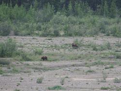 グリズリーベアの親子