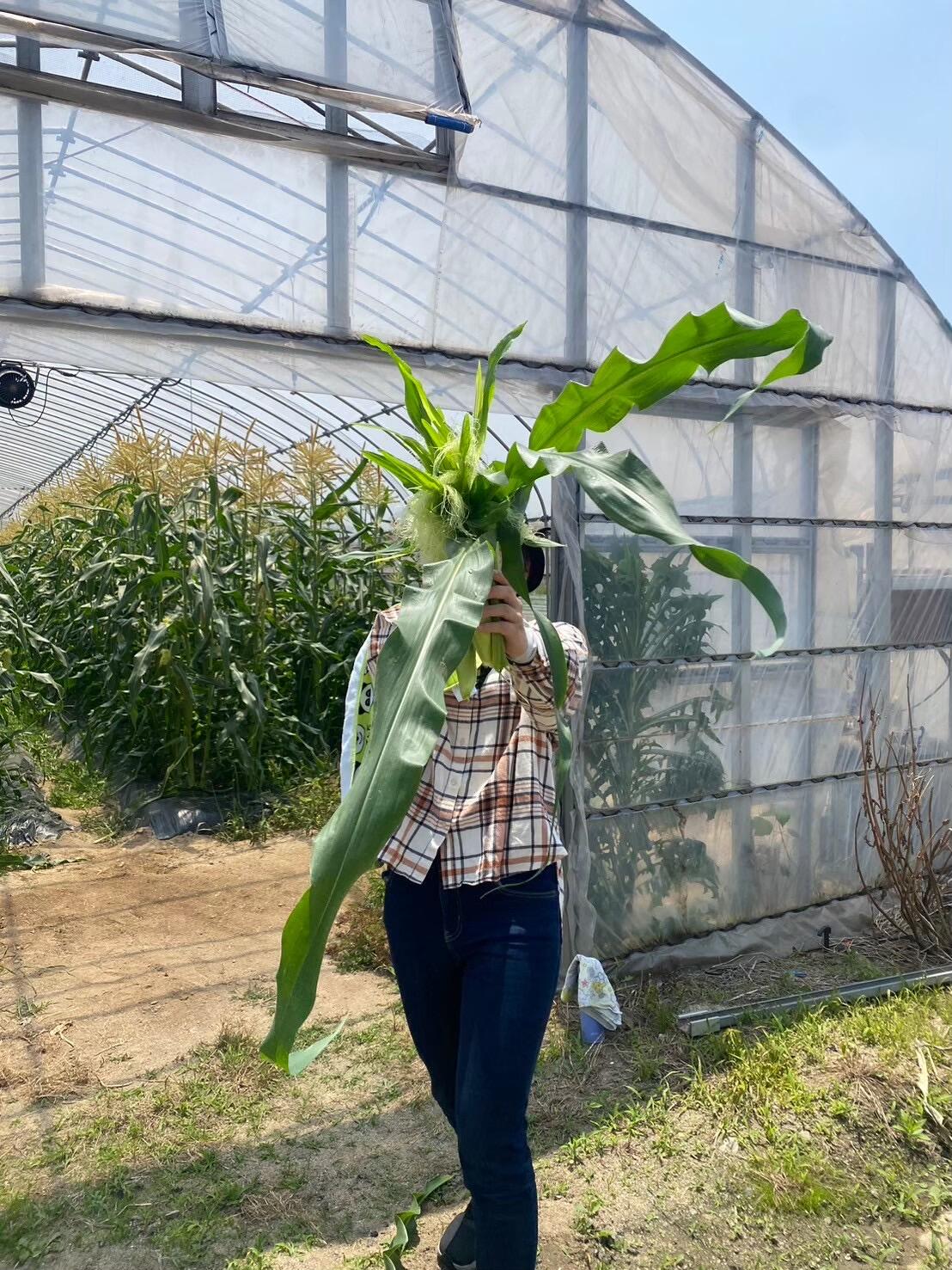 とうもろこし収穫の様子